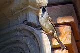Sparrow On A Column_DSCF03056